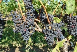 Wodospad Niagara, Kanada: całodniowa prywatna wycieczka po winnicy