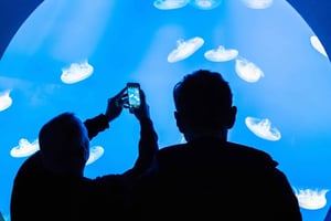 Ripleyn akvaario: (klo 17.00 jälkeen): Sharks After Dark Entry (klo 17.00 jälkeen)