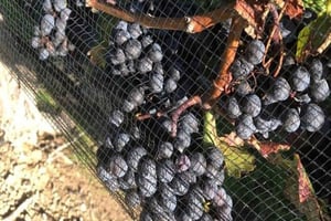 Toronto: Tour particular de vinhos em Niagara-on-the-Lake