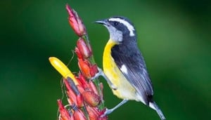 Asa Wright Nature Centre
