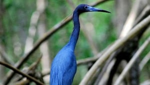 Caroni Bird Sanctuary