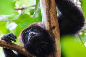 Nariva-sumpen: Oplevelse af at se på aber