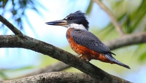 Pointe-a-Pierre Wildfowl Trust