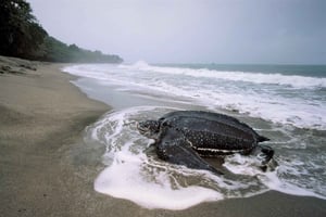 Trinidad: Leatherback Turtle Migration Observation