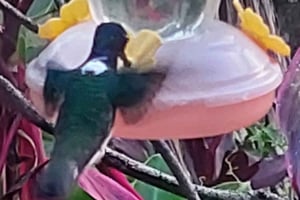 Tobago : visite des colibris