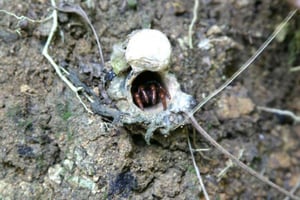 Tobago: Visita al Little Tobago Bird Sanctuary e tour in barca