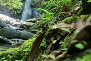 Trinidad: Avocat waterval en Maracas Bay strandtour