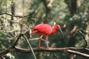 Trinidad : Combinaison - Tour de ville, baie de Maracas, marais de Caroni
