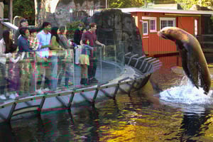 Vancouver Aquarium: Skip-the-Line Ticket