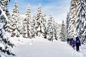 Vancouver:Guided Snowshoe Adventure in North Shore Mountains