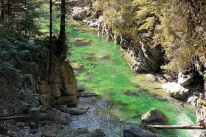 Vancouver: Regenwald-Wasserfall-Wanderung und Hängebrücke