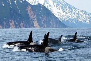 Vancouver: Whale Watching Adventure with Private City Tour