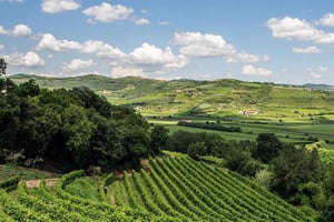 Tour de degustação de vinho Amarone. Visita Verona. A partir de Veneza
