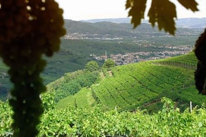 Винный тур Просекко. Полный день - 2 винодельни. Из Венеции