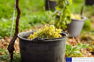 Valdobbiadene - Asolo: degustação das expressões do Prosecco DOCG