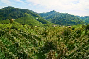 Valdobbiadene: Tour privado y cata de Prosecco con sumiller
