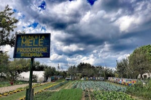 ヴェネツィア：サンテラスモ島の自転車ツアー ハチミツとアーティチョック