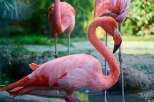 Fleksibel privat transport til Schönbrunn Zoo i Wien