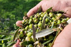 Viena: degustação de azeite na Sarmakinas – 60 minutos de prazer grego