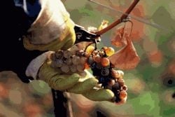 Itävalta: maailmanluokan viinituottaja