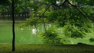 Botanical Gardens (Vuon Bach Thao)