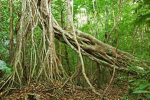 Cat Tienin kansallispuisto ja krokotiilijärvi