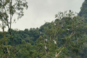 Halong Port Shore Excursion: Ninh Binh 2-Day Private Tour