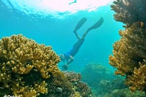 Phu Quoc Sud : Excursion de plongée en apnée professionnelle en hors-bord - 10 personnes maximum