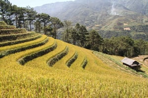 Sapa: H'Mong Village Tour with Lunch and Indigo Dyeing