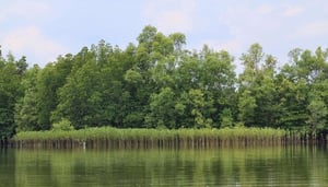 Vam Sat Salt-Marsh Forest Ecological Tourist Cente