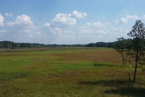 Warschau: Bialowieza National Park en European Bison Tour