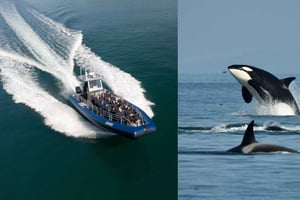 Anacortes: tour d'avventura per l'avvistamento delle balene vicino a Seattle