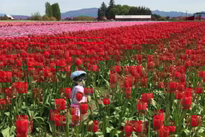 Z Seattle: Wycieczka na Festiwal Tulipanów w Dolinie Skagit