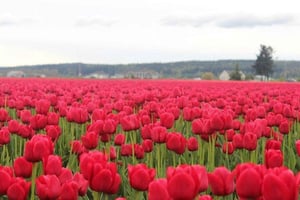 Из Сиэтла: Фестиваль тюльпанов в долине Скагит и Ла-Коннер