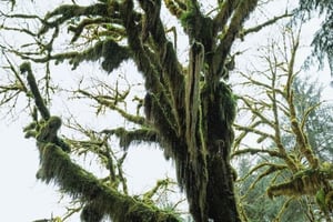 De Seattle: Excursão a Twilight Forks Washington