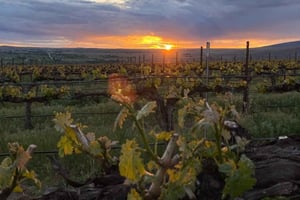 Fra Seattle – Vinsmaking, vingårder i østlige Washington