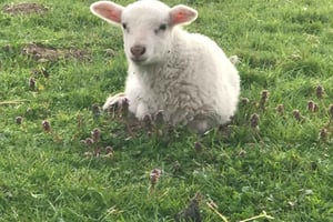 Graham: zwiedzamy farmę Faithful Hands