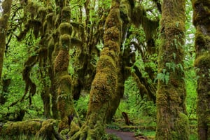 Parc national olympique : Visite de la forêt tropicale de Hoh et de la plage de Rialto