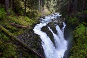 Parque Nacional Olympic: excursão às Cascatas de Sol Duc e Hurricane Ridge