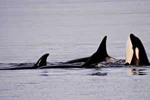 Orkaseiland: Orka walvissen gegarandeerde rondvaart