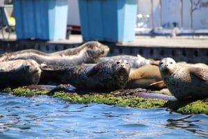 Poulsbo: Liberty Bay Guided Kayak Tour with Wildlife