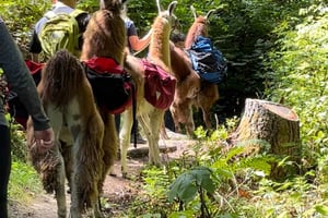 Roy, Washington: Lama-wandeling en ontmoeting met alpaca's