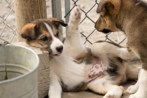 Skagway: Yukon, White Pass, & Husky Sled Camp Combo Tour