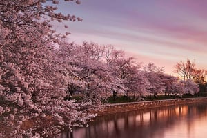 Washington: Cherry Blossom Tour