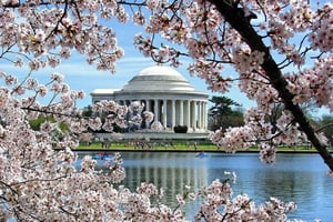 Washington DC: Cherry Blossom Walking Tour