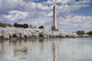 Washington DC: Halvdagstur med buss og valgfri museumsbillett