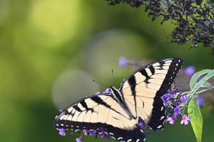 Fototur med dyrelivsfotografering i Washington DC!