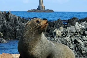 Wellington: Halbtägige Robbenküsten-Safari