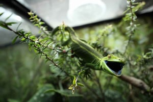 Wellington Zoo Allgemeine Tickets