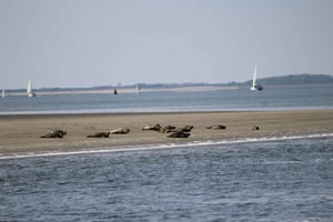 Amsterdam : safari aux phoques dans la mer des Wadden, site classé au patrimoine mondial de l'UNESCO